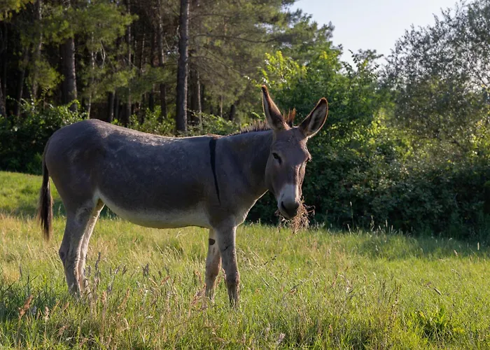 Podere Del Botruccio